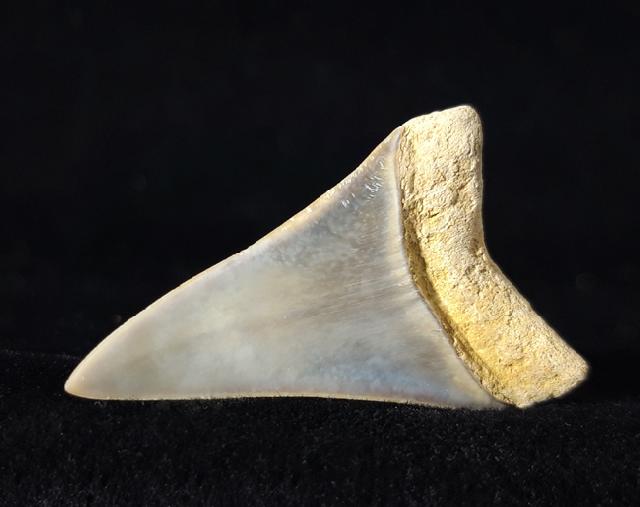 Carcharodon hastalis (AGASSIZ 1838) - Bild © FossNet FossilienStore